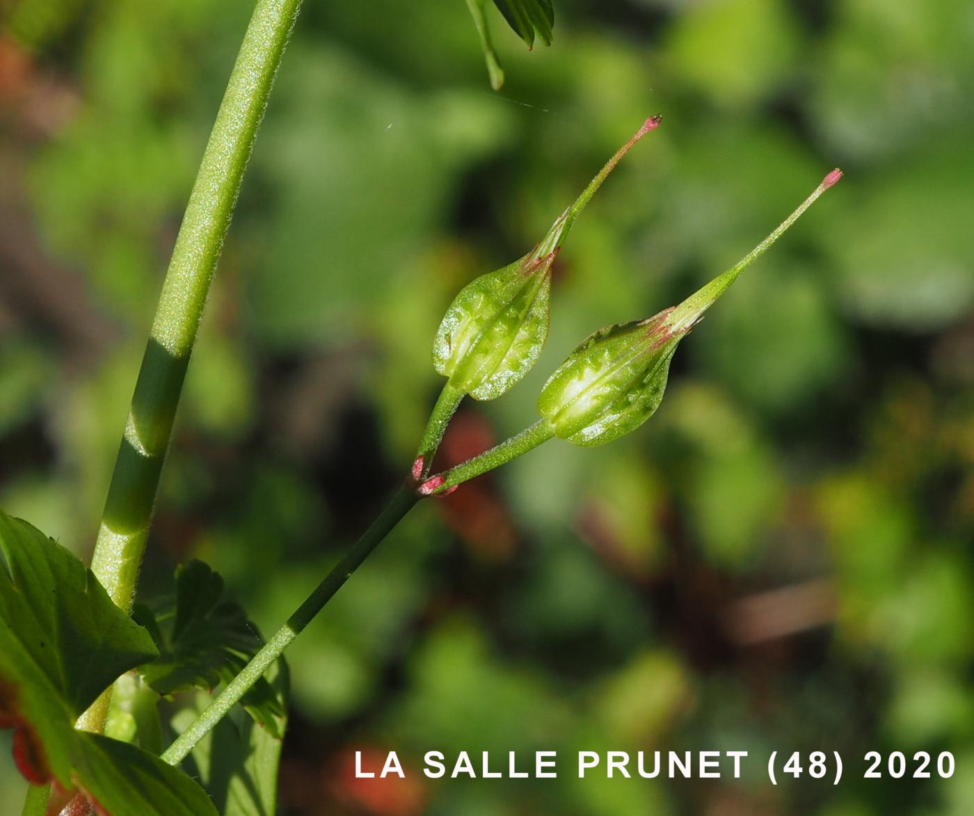 Cranesbill, Shining fruit